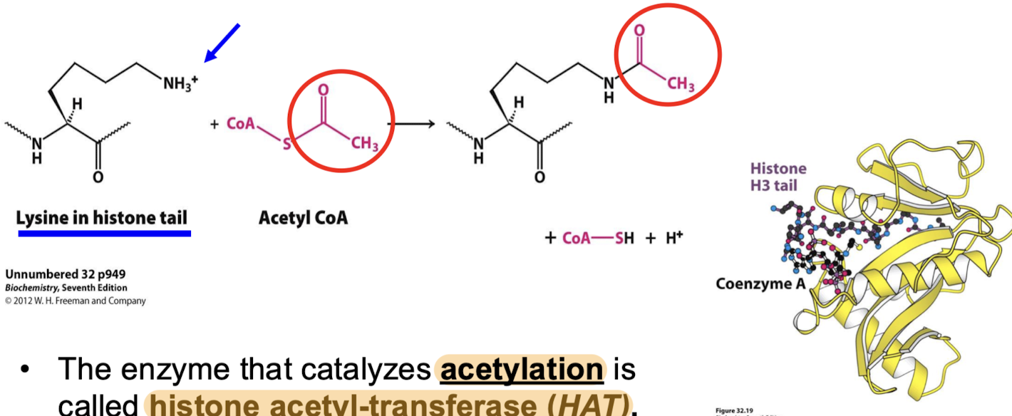 <p>The enzyme that catalyzes acetylation is called histone acetyltransferase (HAT). They transfer the acetyl group from acetyl CoA to the specific lysine residues of the histone tails.</p>