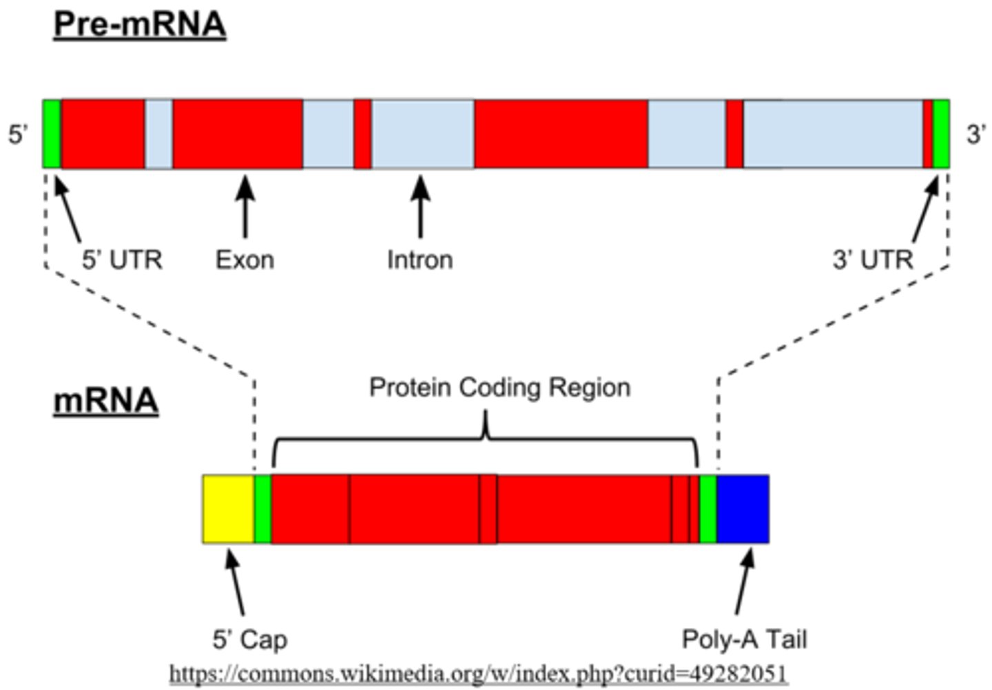 <p>processed mRNA</p>