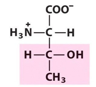 <ul><li><p>Thr, T</p></li><li><p>(slightly) polar</p></li><li><p>aliphatic hydroxy R group</p></li></ul><p></p>