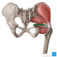 <p>name this muscle, origin and insertion</p>