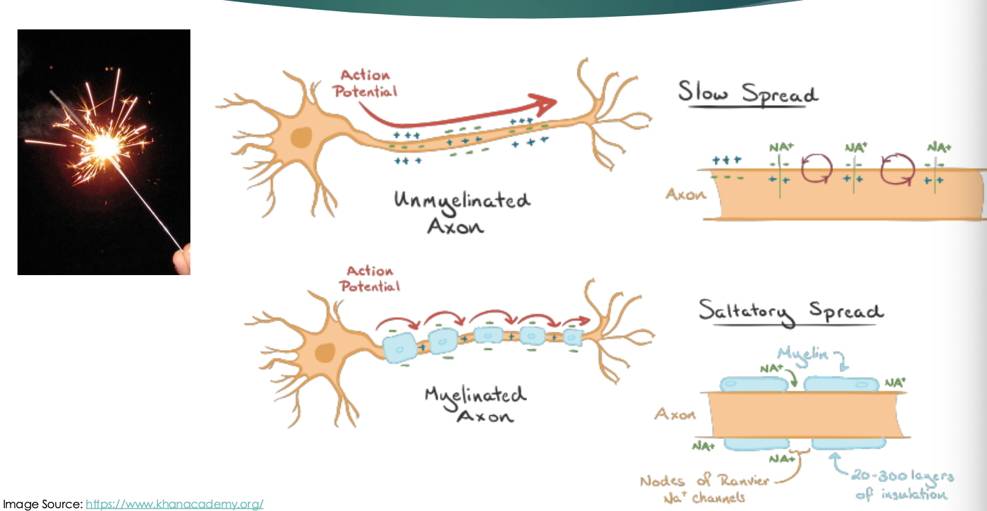 <p>Saltatory Conduction</p><ul><li><p>myelated vs unmyelinated axons</p></li></ul><p></p>