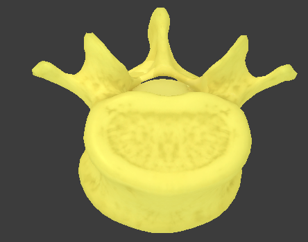 <ul><li><p>largest and kidney-shaped</p></li><li><p>short transverse processes with no facets or foramina</p></li><li><p>thick spinous processes that point posteriorly</p></li></ul><p></p>