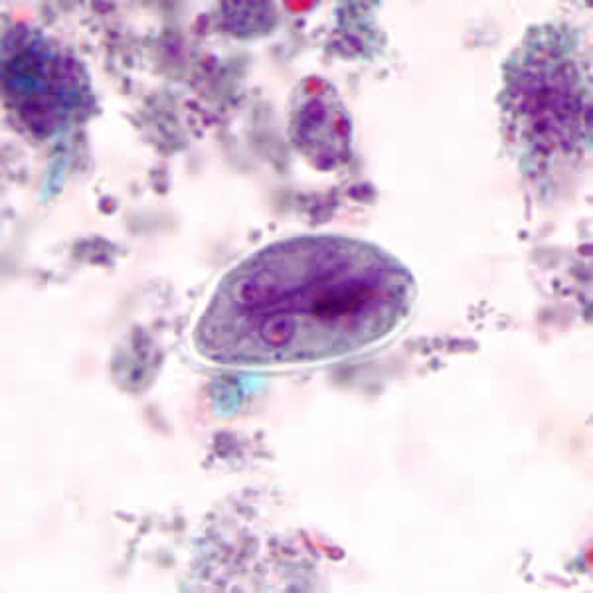 <p>4 nuclei</p>