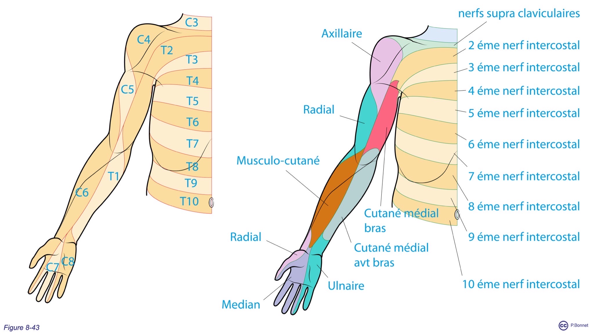 <p>C6, C7</p>