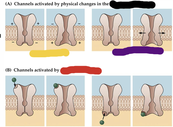 <p>what is represented by the purple box</p>