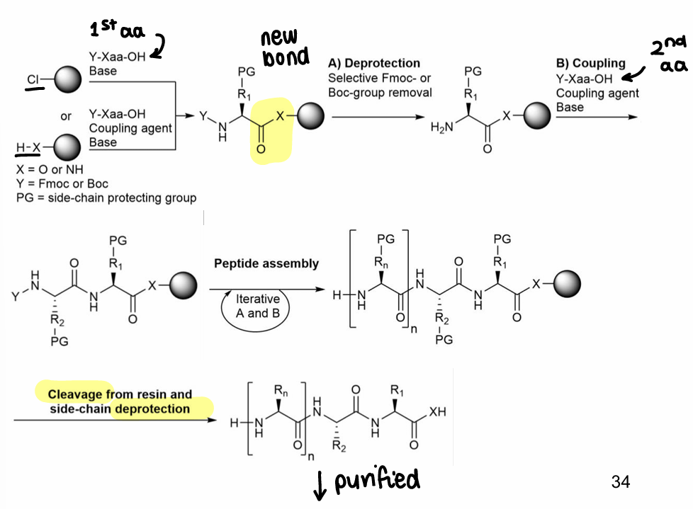 <p>First the resin and protected amino acid are bonded.</p><p>The amino acid NH is deprotected.</p><p>The amino acid is reacted with a second amino acid with a coupling agent.</p><p>These steps are repeated, until the peptide is cleaved from the resin and side chains are deprotected, then it is purified.</p>
