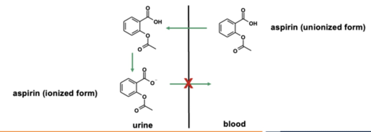 <p>- <strong>passive elimination</strong> of <strong>unionized form of drug</strong></p><p>- <strong>compound becomes ionized once in urine</strong></p><p>- it is much more <strong>difficult to be passively reabsorbed in ionized form</strong>, so it is now <strong>"trapped" and eliminated</strong> </p>