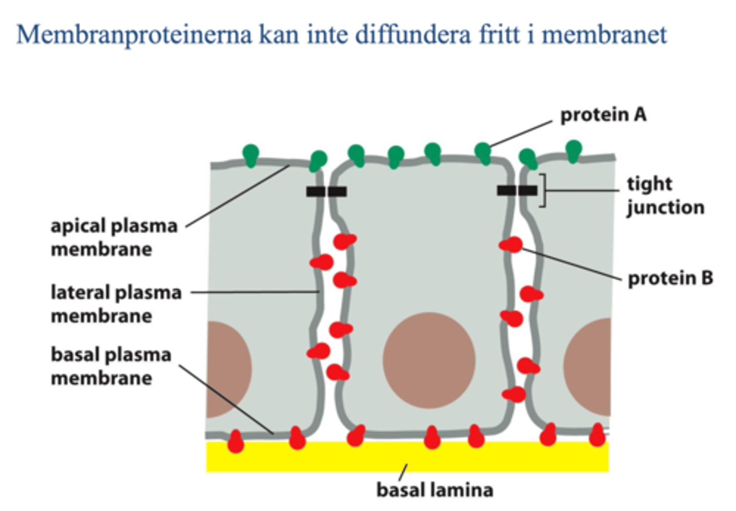 <p>Membranproteiner kan INTE diffundera fritt i membranet p.g.a tight junctions. </p>