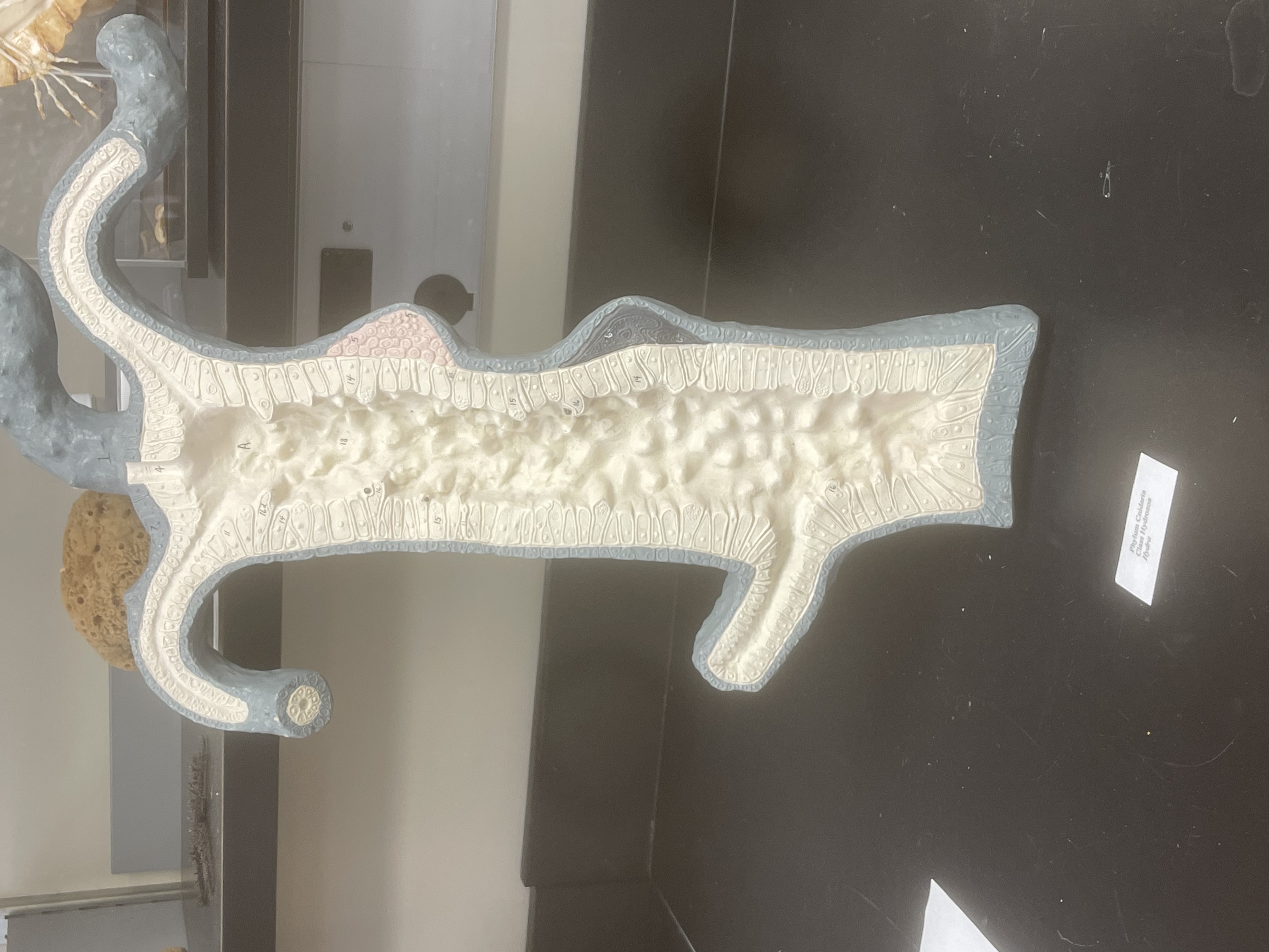 Polyp Form (Cnidarian)
