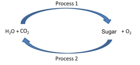 <p>What electron carriers are involved in process 1?</p>