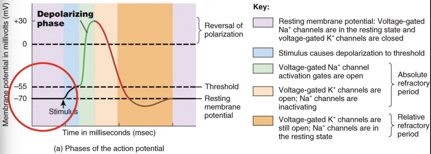 <ul><li><p>the neurons are at rest during this stage both Na+ & K+ channels are closed </p></li></ul><p></p>