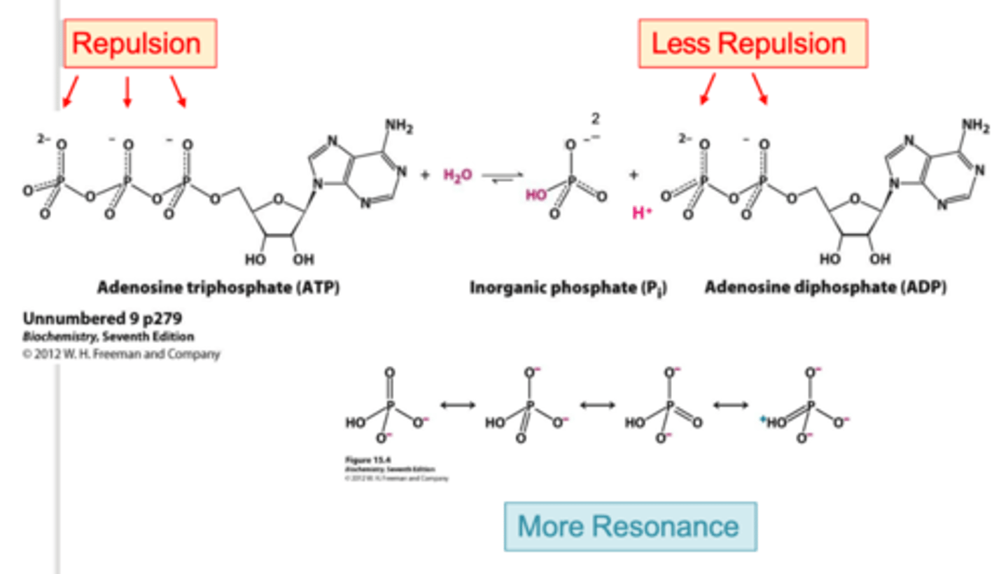 <p>- Electrostatic repulsion between negatively charged phosphate groups.</p><p>- Increased resonance stabilization of the products after hydrolysis.</p>