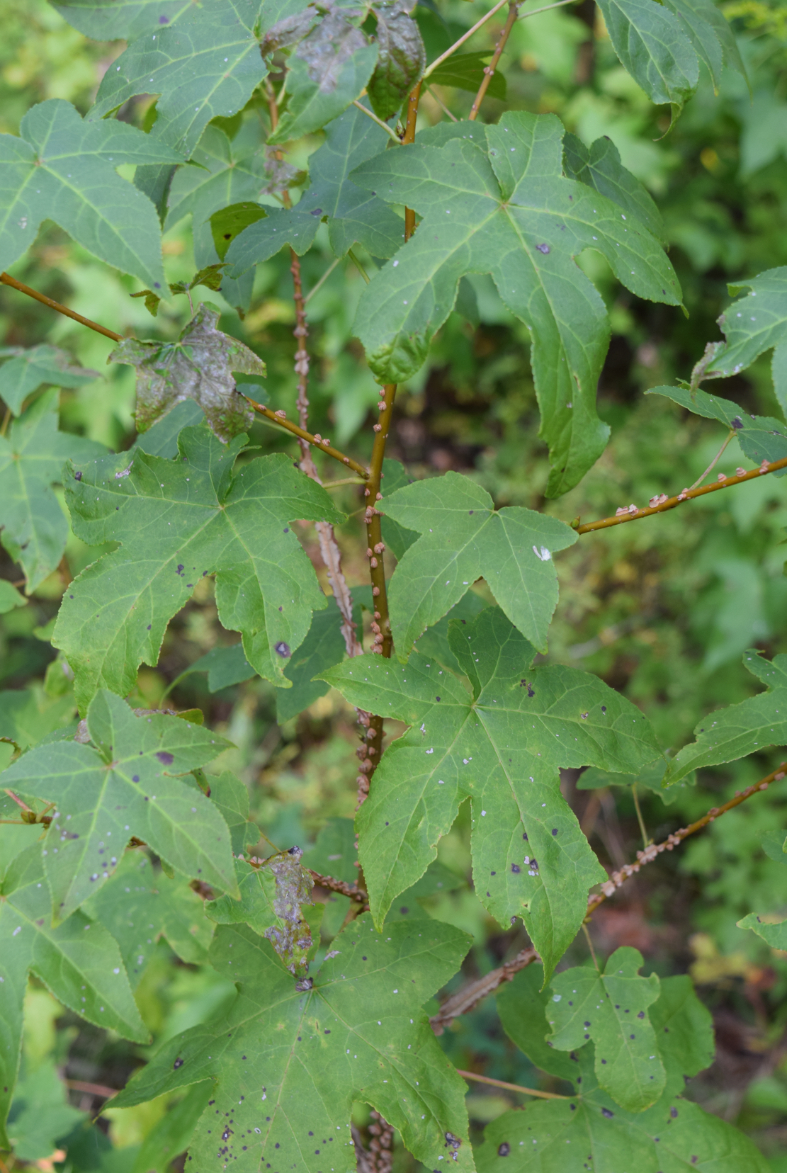 <p>sweetgum</p>