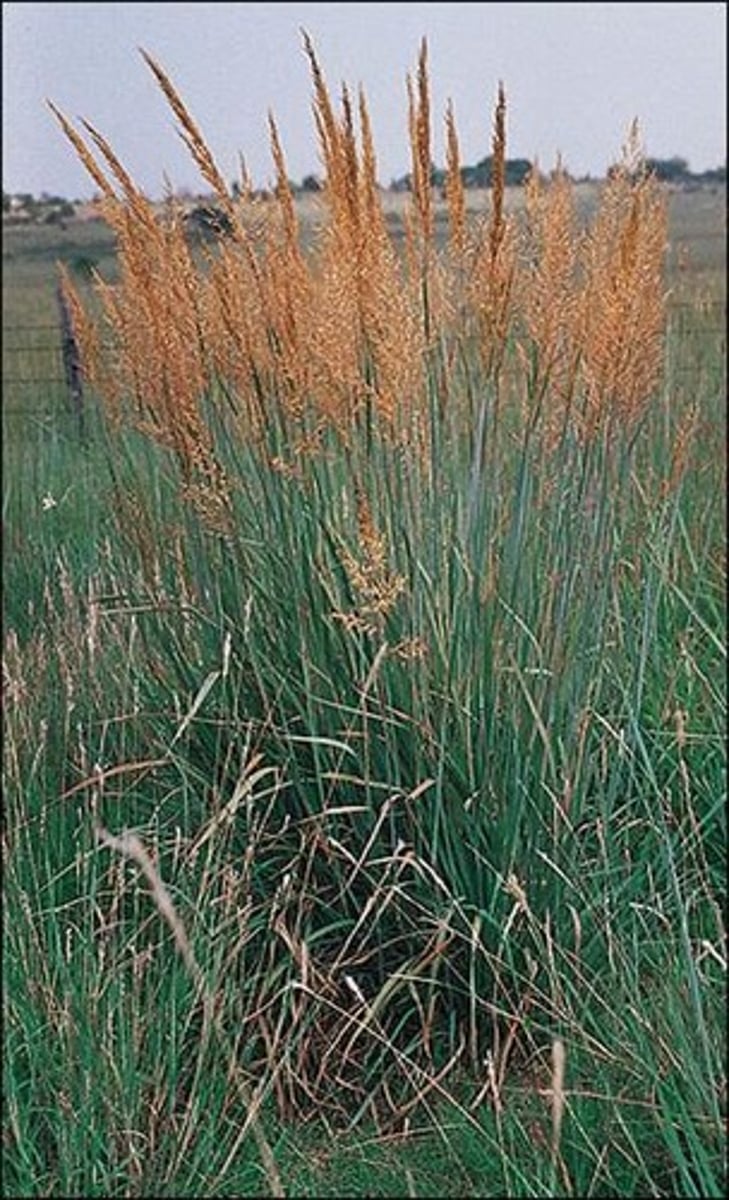 <p>Indian grass</p><p>-widely distributed<br>-upright<br>-open pannicle, long bristles<br>-two outgrowths of sheath, bunny ears</p>