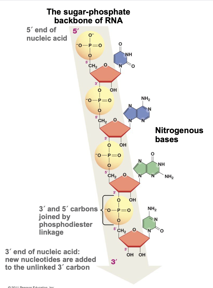 <ul><li><p>The backbone of RNA and DNA molecules, long chain of nucleotides</p></li><li><p>Made by phosphodiester linkage of nucleotides</p></li><li><p>The nitrogenous bases do not play a role in formation</p></li><li><p>Faces the outside while nitrogenous bases face inside</p><ul><li><p>Protects them from reacting with other molecules, makes D/RNA stable</p></li></ul></li></ul>