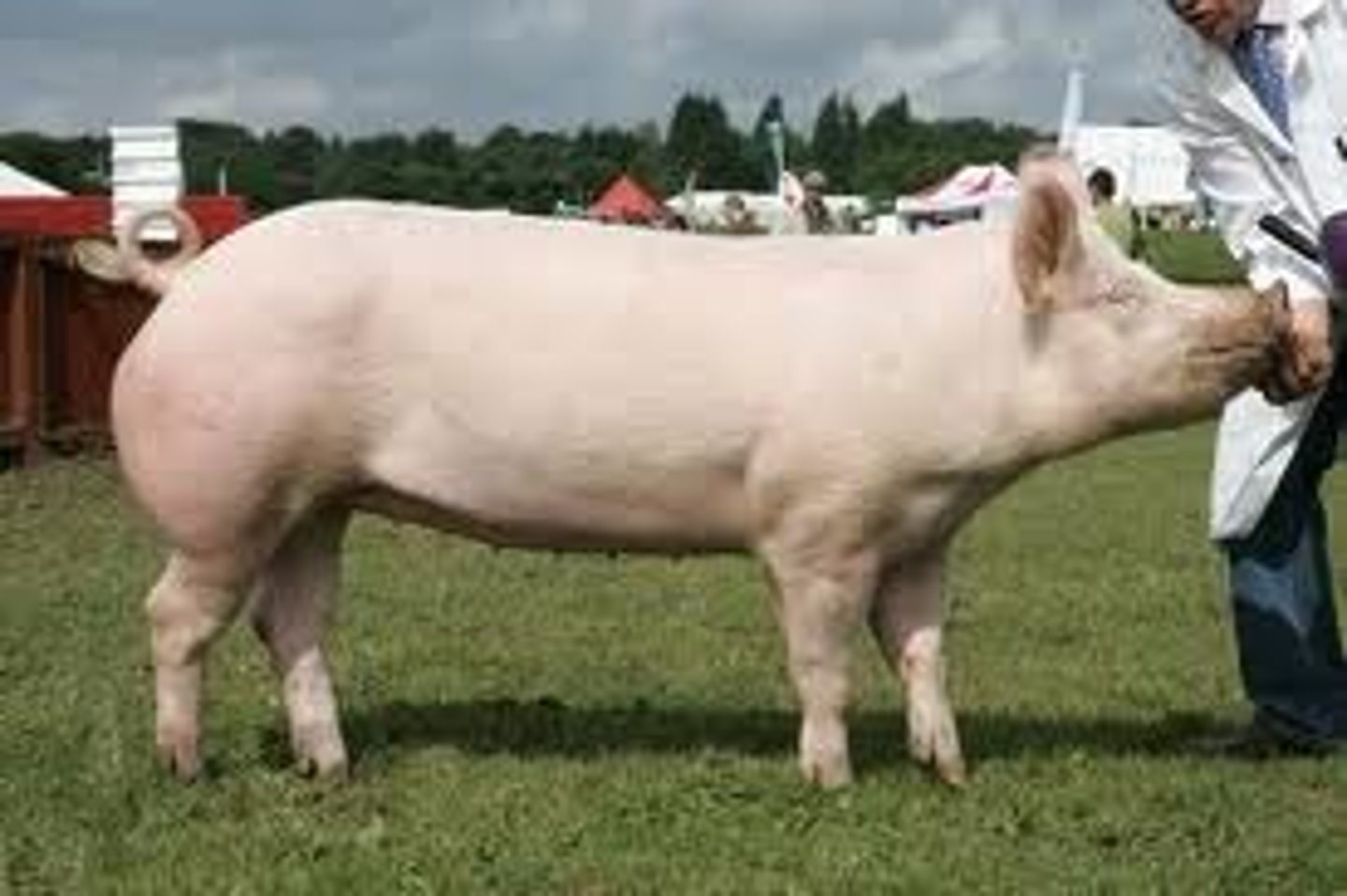 <p>- Maternal breed</p><p>- Known by their large, white bodies and erect ears</p>