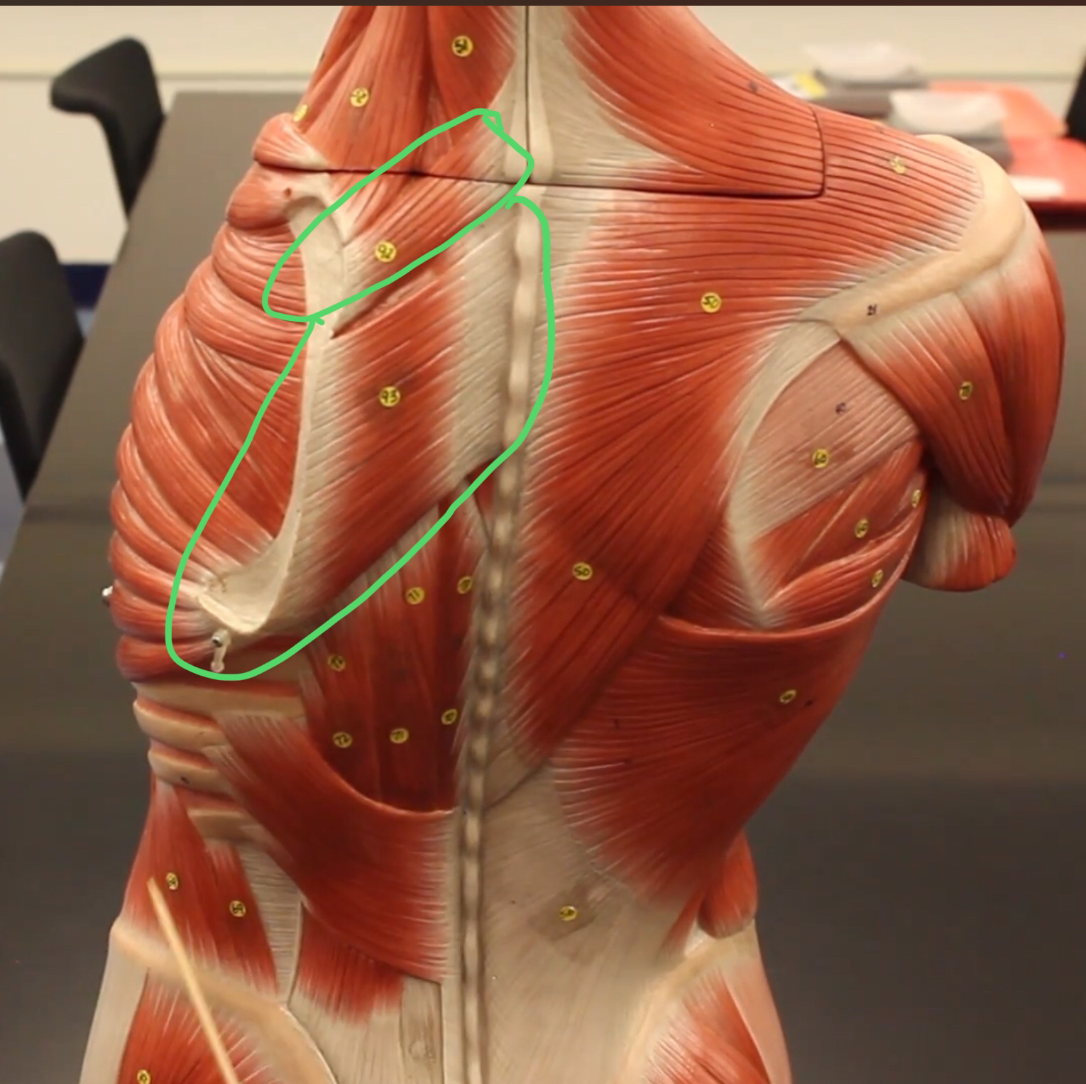 term image