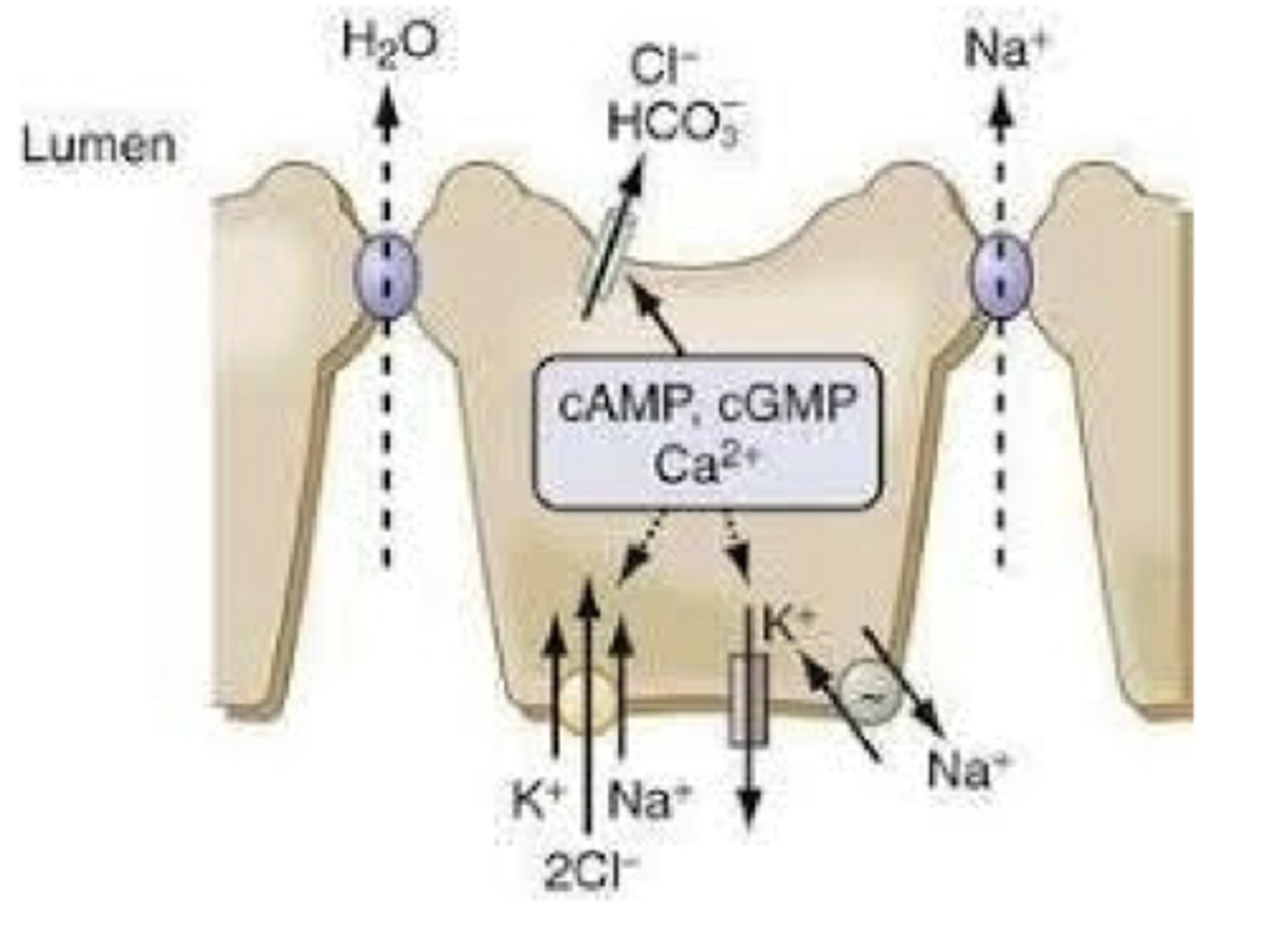 <p>- when stimulated, one or both channels secrete Cl- into the Lumen</p><p>- negative electrical potential (-) created by the luminal movement of Cl- acts as a driving force for the paracellular movement of Na+ into the Lumen</p><p>- result is the secretion of NaCl into the Lumen</p>