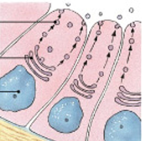 <p>Which modes of secretion are:</p><ul><li><p>Are produced in Golgi apparatus.</p></li><li><p>Are released by vesicles (exocytosis).</p></li><li><p>Ex: sweat glands.</p></li></ul><p></p>