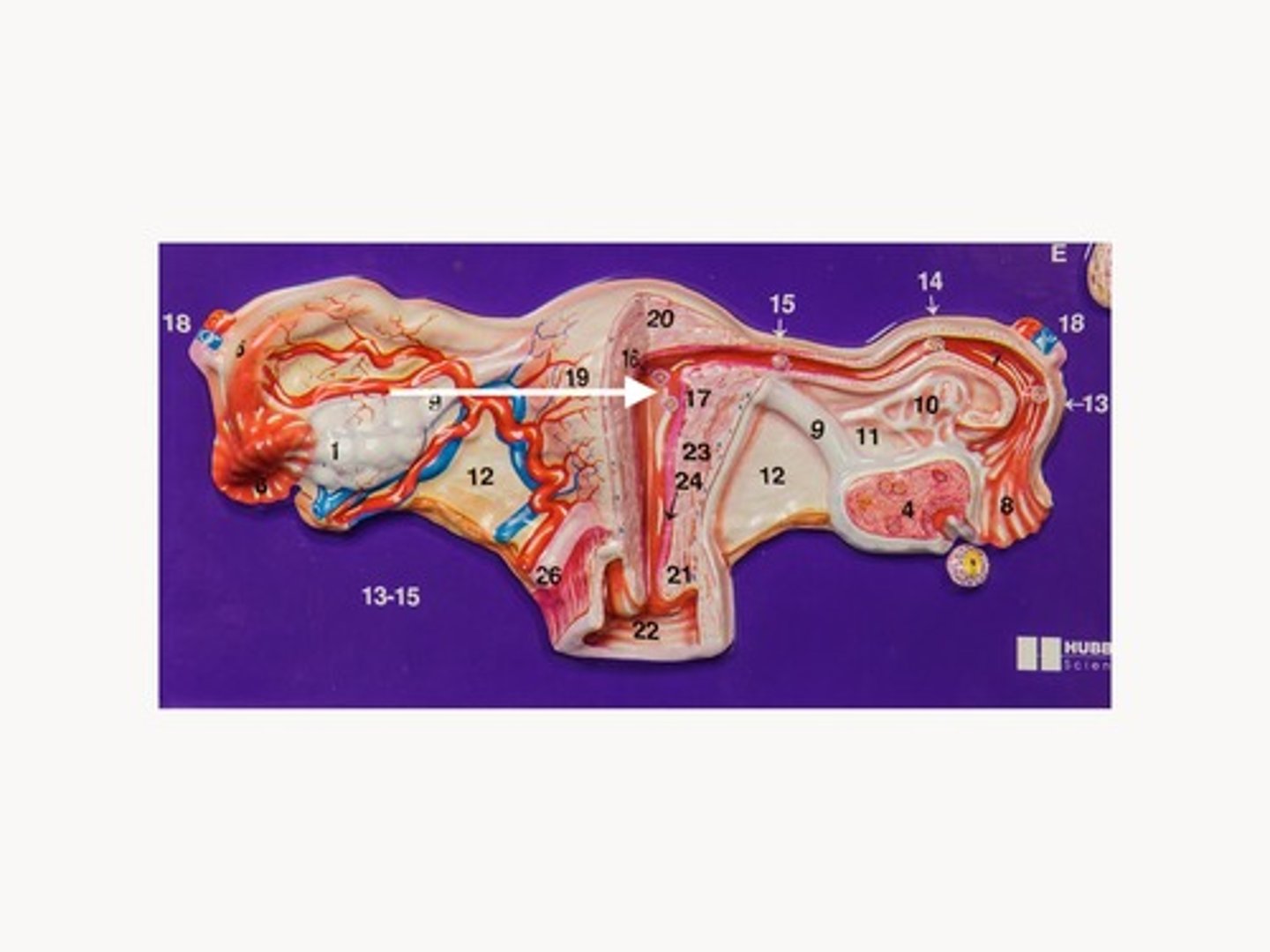 <p>What phase is this?</p>