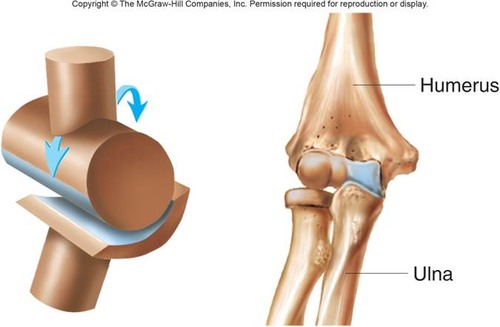 Joint between bones (as at the elbow or knee) that permits motion in only one plane