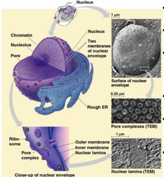 <p>Regulates what goes in/out of nucleus (Proteins, RNA, macromolecules) Connect to either bilayer</p>