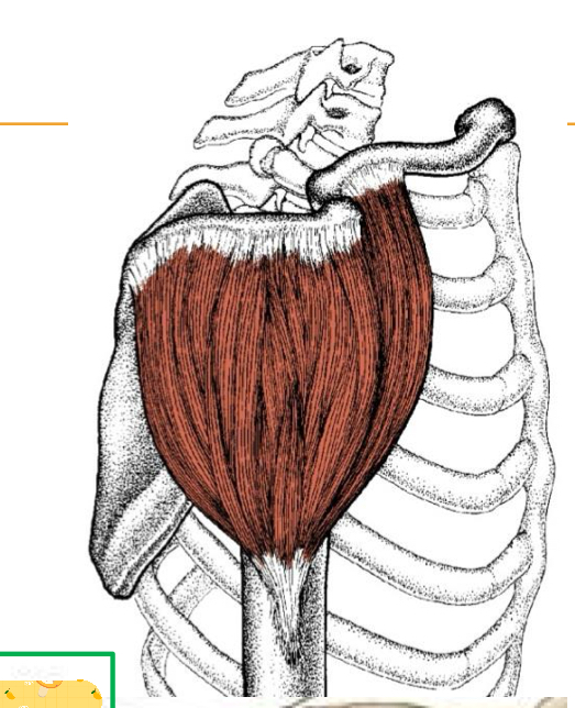 <p>Origin: Clavicle, acromion, and spinous process</p><p>Insertion: deltoid tuberosity</p><p>Action: Shoulder flexion, extension, medial rotation, lateral rotation, abduction, and stabilizes shoulder</p><p>Innervation: Axillary nerve</p>