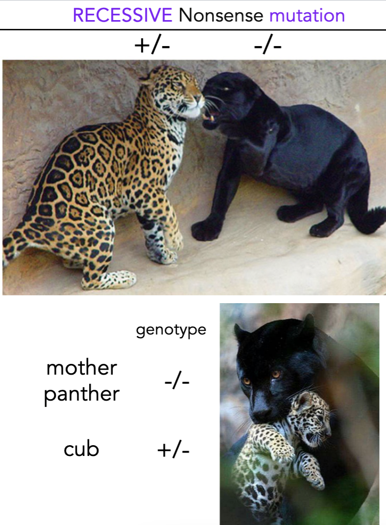 <p>change in a DNA sequence that creates a premature stop codon in a gene, requiring two copies of the mutated allele (homozygous for mutated allele) for the phenotype to be expressed.</p><p>black panther = mutation</p><p>leopard = wild type</p>