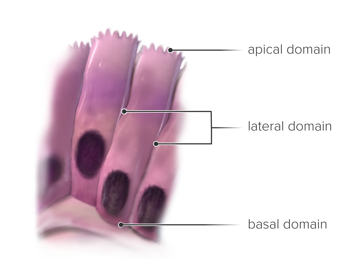 <p>basal domain = at base</p><p>lateral domain = middle of cell</p><p>apical domain = end of cell, tip</p>