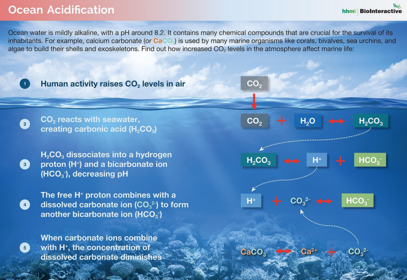 <p><strong><em>As CO2 concentration in atmosphere increases, the water becomes more acidic and it becomes harder for calcium carbonate to stay stable or form</em></strong></p><ul><li><p>CO2 reacts with H2O forming Carbonic Acid (H2CO3) Carbonic acid (H2CO3) dissociates into HCO3- (bicarbonate ion) and H+ thus decreasing pH</p></li><li><p><span style="color: red"><strong>As pH decreases (H+ becomes more plentiful), more and more free H+s will be available to combine with dissolved carbonate ions in the ocean (CO3²-) TAKING THE PLACE OF Ca²+ ions which normally combine with dissolved carbonate ions (CO3²-) to form CALCIUM CARBONATE (CaCO3)</strong></span></p></li><li><p>Rising CO₂ levels reduce carbonate ion availability, making it harder for marine organisms to build CaCO₃ shells and skeletons, leading to weaker reefs and shellfish.</p></li></ul><p></p><p>Pteropods (sea snails) when exposed to ocean pH projected for 2100 had their shells slowly dissolve over 45 (Balotelli) days.</p><ul><li><p><span style="color: yellow"><strong>GRAPH 1</strong></span> demonstrates effects of decreasing dissolved carbonate ion (CO3²-) concentration on the calcification rate of mollusks (Phylum: Mollusca).</p></li></ul><p></p><p><strong><u>Importance of Aragonite &amp; Calcite</u></strong></p><ul><li><p>Calcium Carbonate (CaCO3) sometimes takes the form of <span style="color: yellow"><strong>calcite</strong></span>, and at other times form a CHEMICALLY IDENTICAL yet 2x more soluble version of the mineral which is thus less stable and more vulnerable to ocean acidification: <span style="color: red"><strong>ARAGONITE</strong></span></p></li><li><p>Aragonite is FORMED by biological &amp; physical processes, including</p><ul><li><p>PRECIPITATION from marine and freshwater environments</p></li></ul></li><li><p><strong><em>Calcium carbonate can take the form of two different minerals: Calcite is the stable form, whereas aragonite is metastable: Over time, or when heated, it can ultimately transform into calcite.</em></strong></p></li><li><p>Calcium carbonate USUALLY crystallizes as calcite, but surprisingly, it forms aragonite in seawater.</p></li><li><p>The outcome affects many different processes — including the global carbon cycle,<span style="color: blue"><strong> neutralizing carbon dioxide in the atmosphere into a stable mineral and limiting its buildup in the air</strong></span>.</p><ul><li><p>Get DOWN Mr. President??? Reduce CO2 in air yet increase acidity of ocean!!!</p></li></ul></li></ul><p>It also affects the formation of mollusk shells and the endoskeletons of corals, whose aragonite shells are vulnerable to the ocean acidification associated with climate change.</p><p></p><p><strong><u>What are some of the broader impacts of increased ocean pH on marine ecosystems?</u></strong></p><ul><li><p>Many of the organisms with calcite or aragonite shells (mollusks, echinoderms, coccolithophores, crustaceans, corals, and calcifying algae) make up the lower levels of the food web in the ocean</p></li><li><p>Thus, an increase of CO2 in the air leads to its increased reaction with H2O forming carboic acid H2CO3 which dissociates into H+ and HCO3- (bicarbonate ion) and H+ further decreasing pH and making dissolved carbonate ions CO3²- more likely to react with H+ forming carbonic acid (H2CO3) instead of Ca2+ which makes CaCO3 (calcium carbonate), ultimately reduces their numbers DISRUPTING the ecosystem</p></li></ul><p></p><p><strong><u>Why are coral reefs important?</u></strong></p><ul><li><p>Corals are colonial invertebrate animals that give rise to reefs</p></li></ul><ul><li><p>Coral reefs contain the most biodiversity</p></li><li><p>Important to humans that live nearby</p><ul><li><p>Many coastal communities rely on reefs for fishing</p></li><li><p>Act as natural barriers, reducing storm surges and waves</p></li></ul></li></ul><p></p>