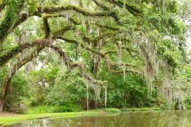 <p>Spanish Moss</p>