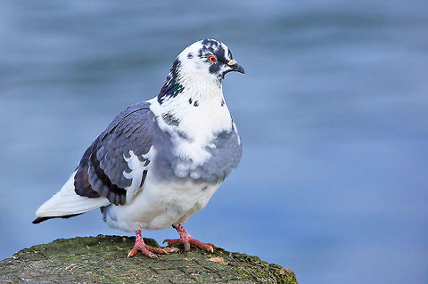 <p>Rock Dove</p><p>Alternate morph pictured here</p>