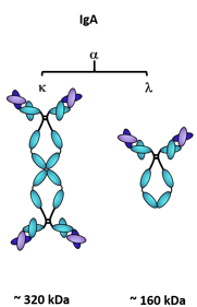 <p>To enhance its ability to protect<strong> mucosal surfaces</strong>. The dimeric form, which includes two IgA molecules linked by a J chain, is effective at neutralizing pathogens and toxins at mucosal sites such as the gut and respiratory tract.</p><p>Remember: <strong>IgA </strong>is a <strong>monomer </strong>in the serum and <strong>dimeric </strong>at mucosal surfaces</p>