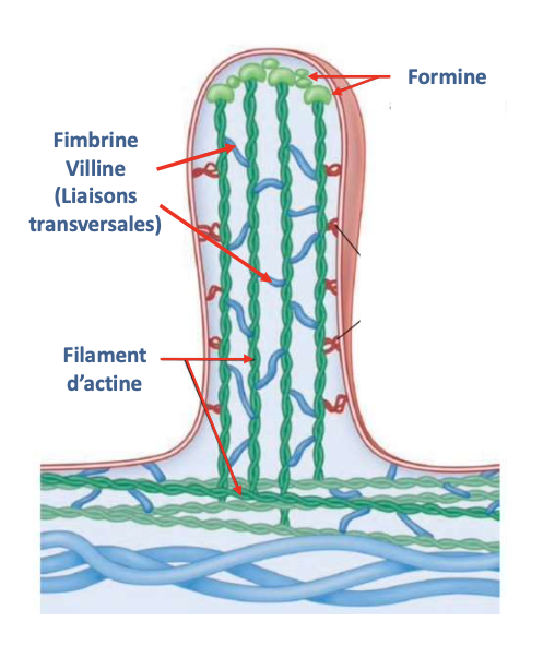 <ul><li><p><strong>Type :</strong> Protéine accessoire</p></li></ul><ul><li><p><strong>Filament :</strong> Microfilaments d’actine</p></li><li><p><strong>Fonction :</strong> Favorise la nucléation et l’élongation des filaments linéaires, organisation en faisceaux</p></li></ul><p></p>