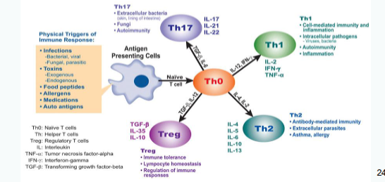 <p>Their function is shaped to be appropriate for the trigger that activated the dendritic cells and initiated the primary immune response.</p>