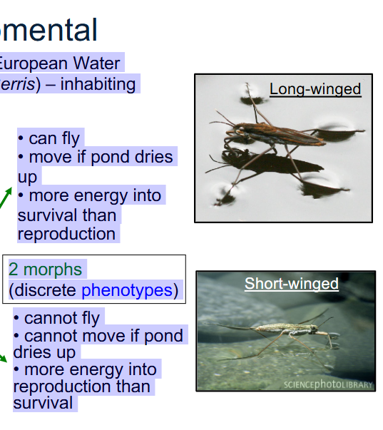 <p><span style="color: rgb(255, 255, 255);">e.g. Wing length in European Water Striders (genus Gerris) – inhabiting temporary ponds<br>• Eggs hatch (spring)<br>•Adult lifespan is very short (reproduce &amp; die during one summer)</span></p><p><span style="color: rgb(255, 255, 255);">Fitness/ability to survive is greatly dependent on the presence of the water. </span></p><p><span style="color: rgb(255, 255, 255);">2 morphs (discrete phenotypes)</span></p><p><span style="color: rgb(255, 255, 255);">Long winged</span><br><span style="color: rgb(255, 255, 255);">• can fly<br>• move if pond dries up<br>• more energy into survival than reproduction, more energy used to grow these wings, less eggs and less energy saved for reproduction, but they can move if pond dries up!!</span></p><p>Short winged<br><span style="color: rgb(255, 255, 255);">• cannot fly<br>• cannot move if pond dries up<br>• more energy into reproduction than survival</span></p><p><span style="color: rgb(255, 255, 255);">IF there is high temp during development, what phenotype would the fly develop into? If high temp during egg development, the flies will develop into long winged form, bc high temp means dry pond. </span></p><p><span style="color: rgb(255, 255, 255);">If there is lower temp during egg development, short winged flies develop. </span></p><p><span style="color: rgb(255, 255, 255);">Different temps, different developmental types will have varying fitness <br></span></p>