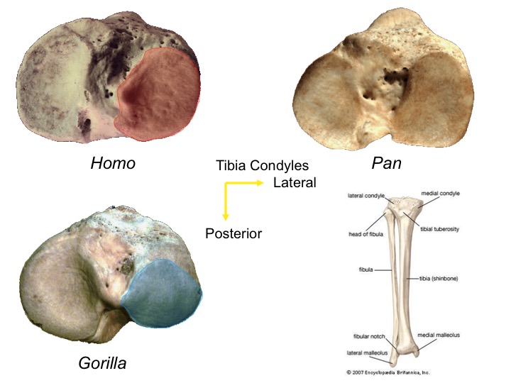 <p>non-bipedal primate</p>