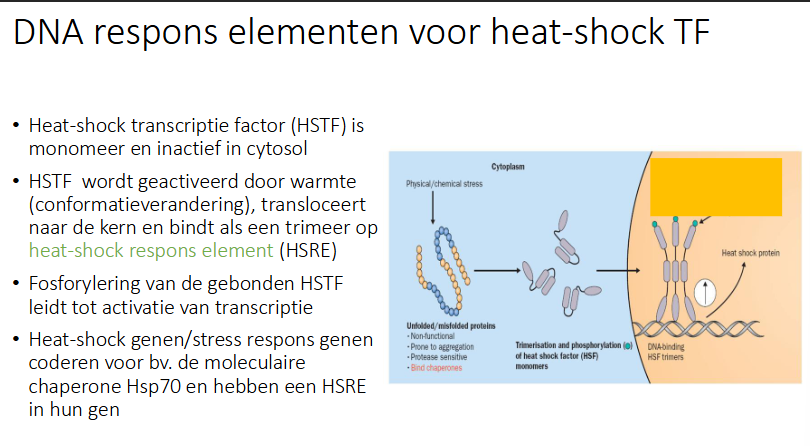 <ul><li><p>HSTF is een monomeer en inactief in cytosol</p></li><li><p>HSTF wordt geactiveerd door warmte (conformatieverandering waardoor NLS gevormd wordt), transloceert naar de kern en bindt als een trimeer op HSRE (heat shock respons element)</p></li><li><p>fosforylering van de gebonden HSTF leidt tot activatie van transcriptie</p></li><li><p>heat shock genen / stress respons genen coderen voor bv de moleculeire chaperone Hsp70 en hebben een HSRE in hun gen</p></li></ul><p></p>
