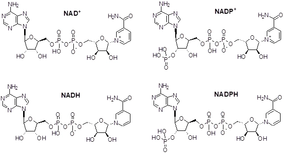 <p><strong>Oxidized</strong>: NAD⁺ / NADP⁺</p><p><strong>Reduced</strong>: NADH / NADPH</p><p><strong>Reduction</strong> adds a hydride (2 electrons + 1 proton).</p>