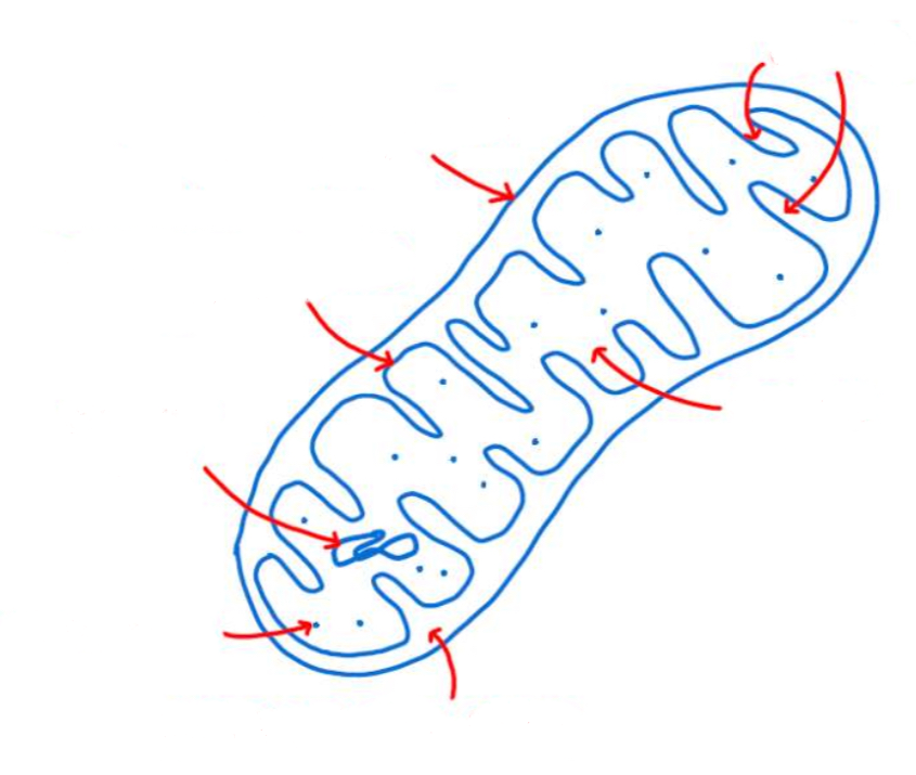 <p>Label the inter membrane space in the mitochondrion </p>