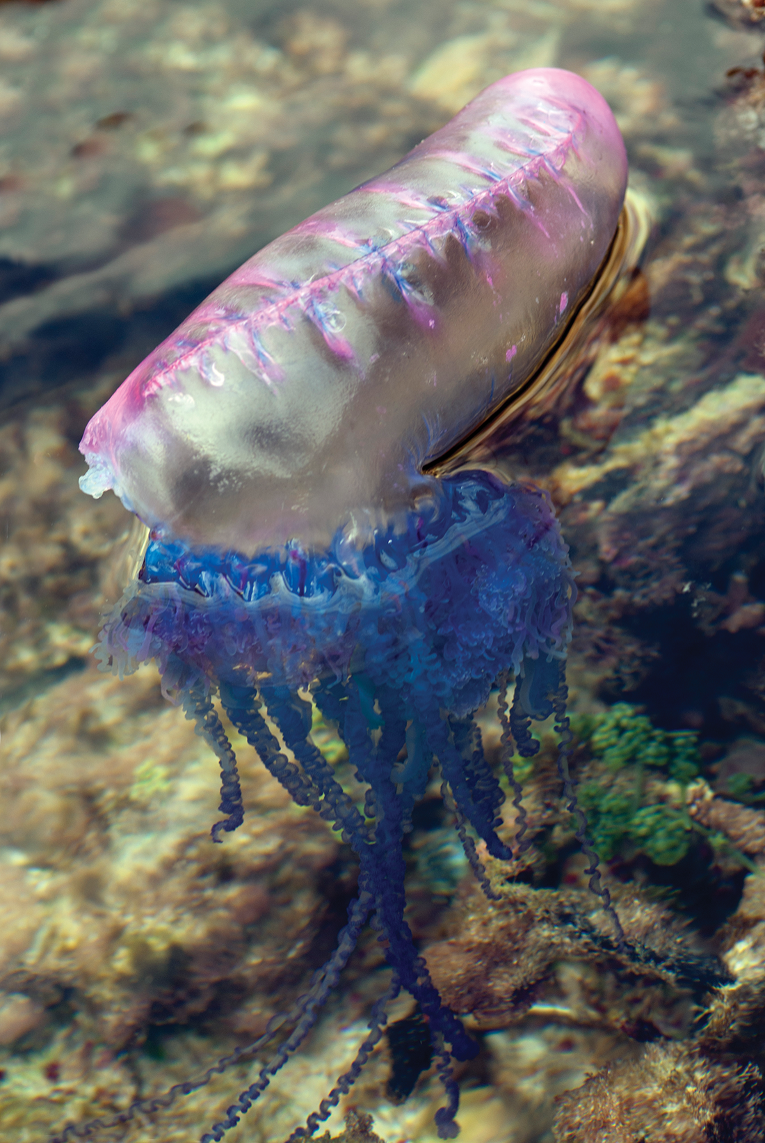 Siphonophores