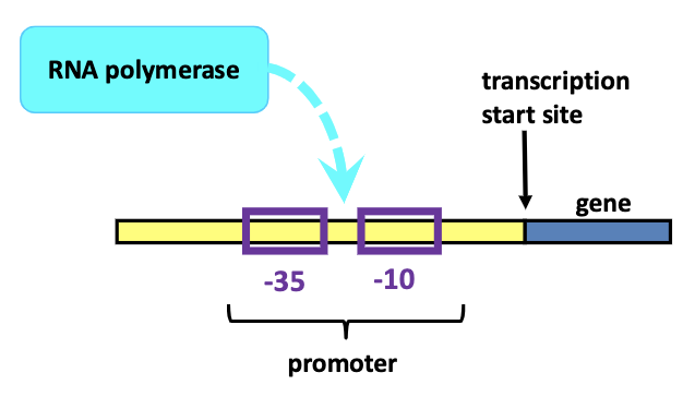 <p><span>Promoter region: a special region of DNA where RNA polymerase binds to initiate transcription from a gene; “-35” and “-10” boxes are two key promoter elements</span></p>