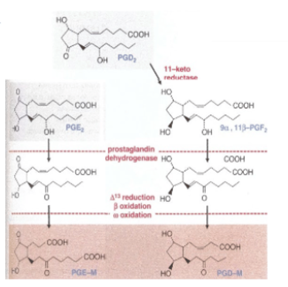 <p>prostaglandin transporter (PGT)</p>