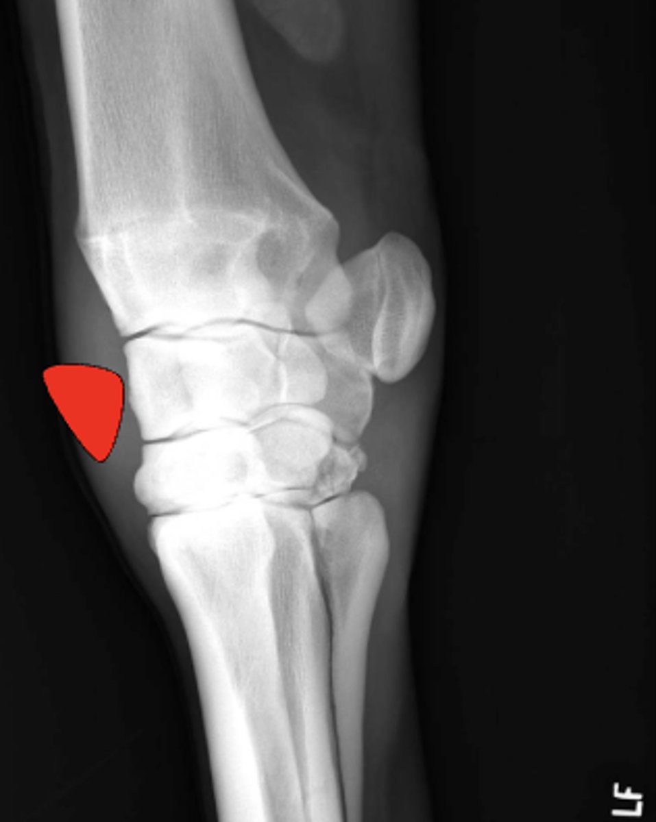 <p>Where is this fragment located?</p>