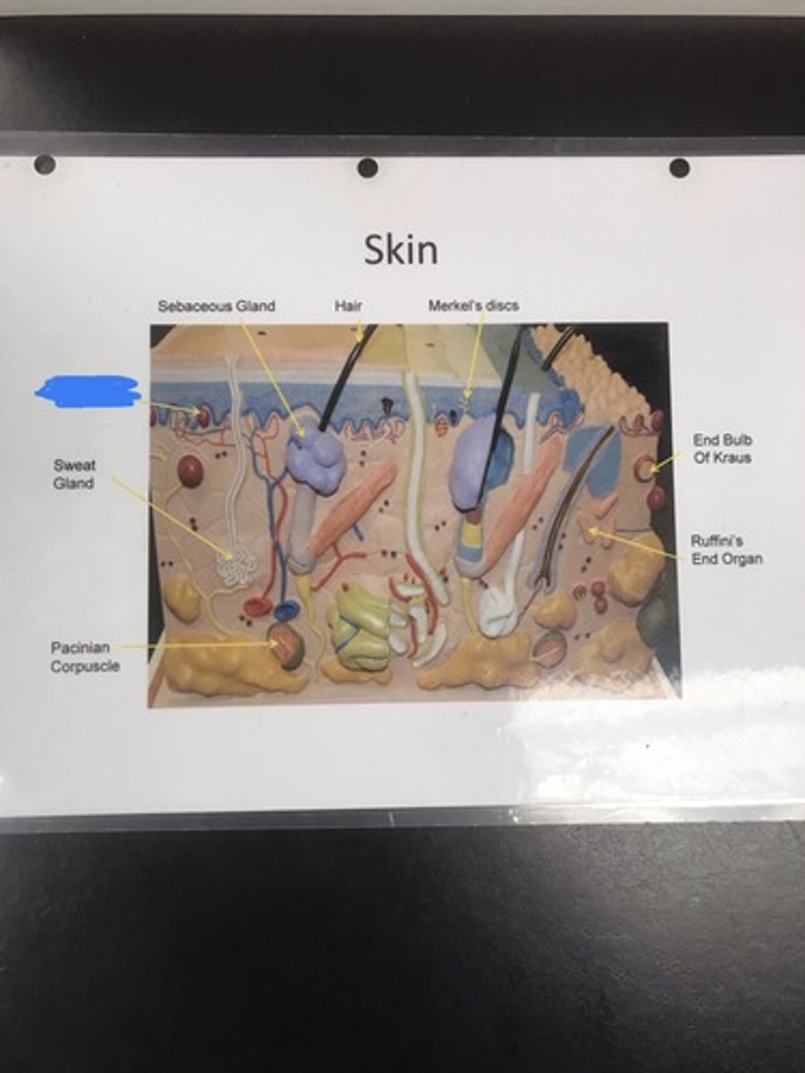 <p>Label the structure covered in blue ink and give a function</p>