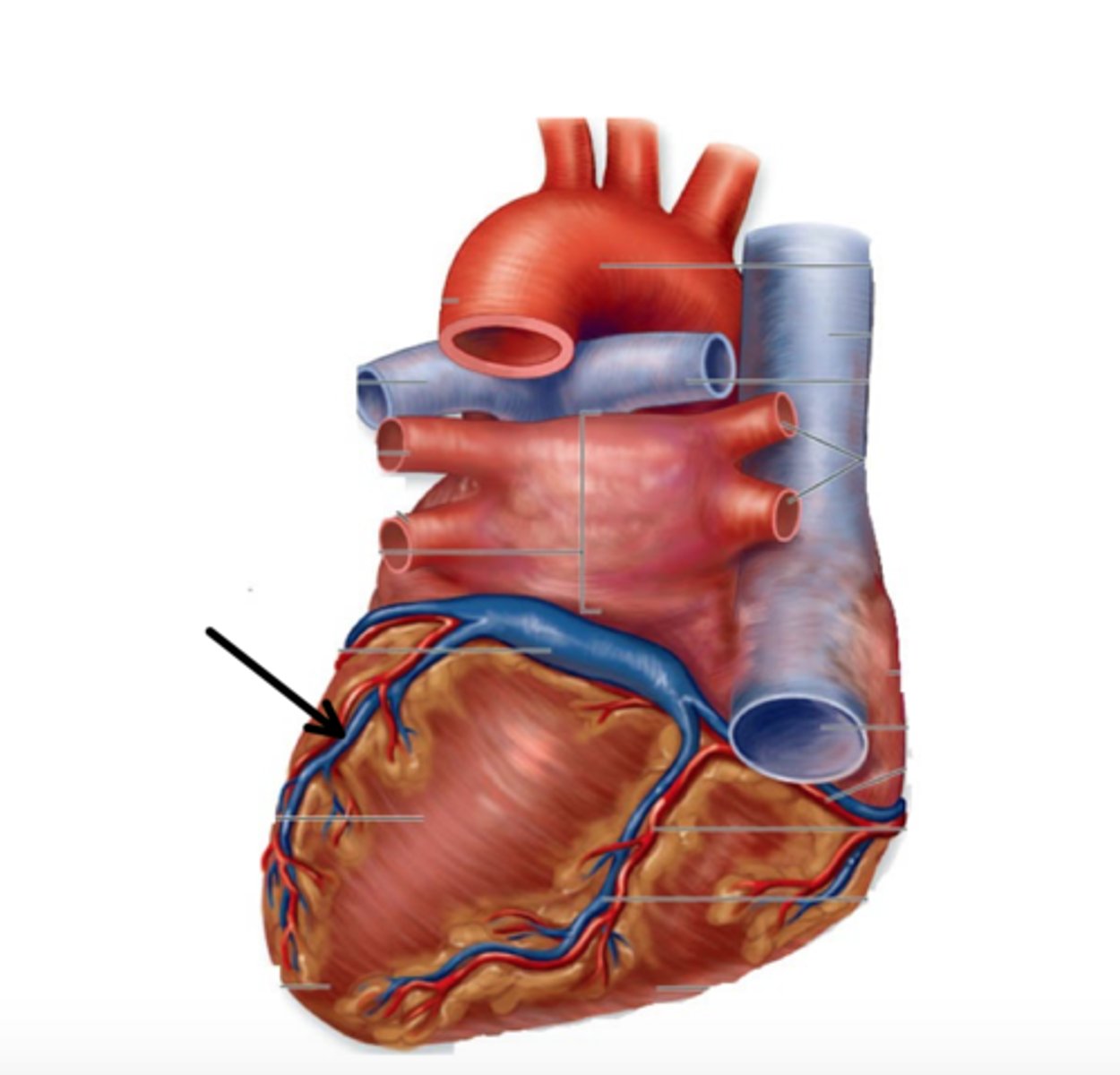 <p>What part of the heart is this?</p>