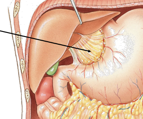 <p>special peritoneal membrane</p><ul><li><p>attaches lesser curvature of stomach to liver</p></li></ul><p></p>