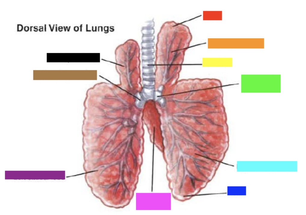 Which color is pointing to the **trachea**?