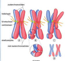 <ul><li><p>homologe chromosomen paren door trekdraden in evenaars vlak</p></li></ul><p></p>