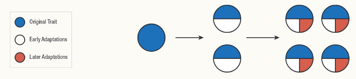 <p>Identify the type of diffusion from the image provided.</p>
